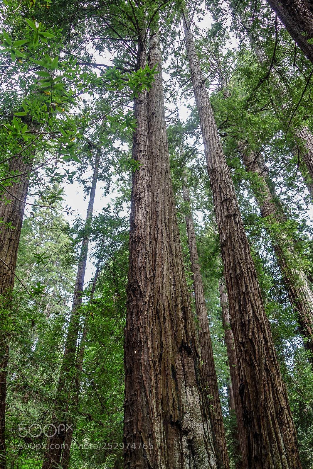 Sony Cyber-shot DSC-RX100 sample photo. Muir woods photography