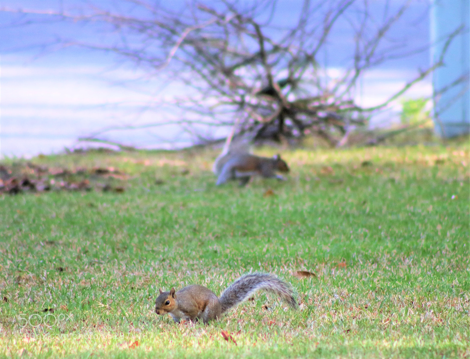 Canon EOS 760D (EOS Rebel T6s / EOS 8000D) sample photo. Squirrel business photography