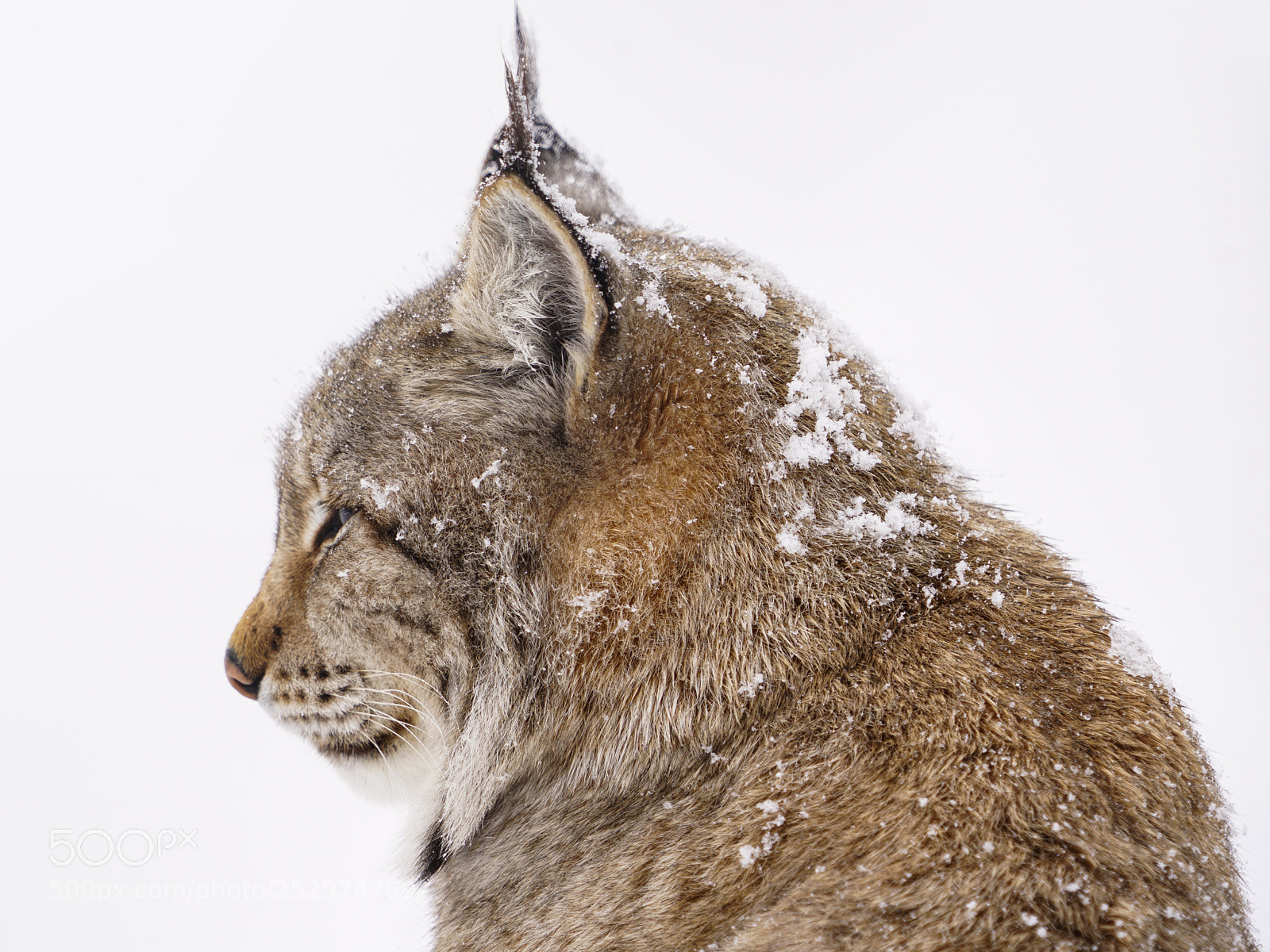 Sony a7R II sample photo. Polar lynx under snow photography