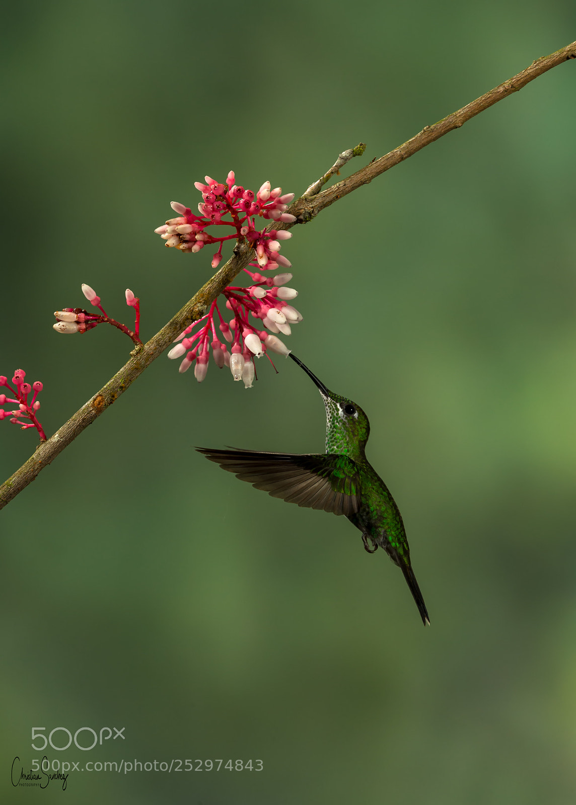 Nikon D4 sample photo. Green-crowned brilliant photography