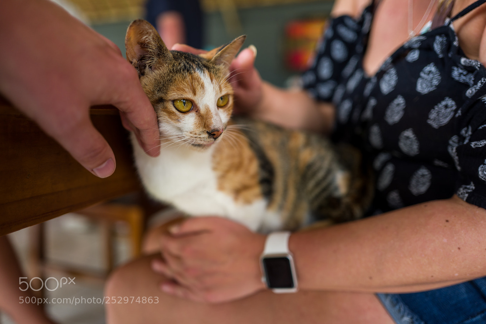 Leica Q (Typ 116) sample photo. A street cat in photography