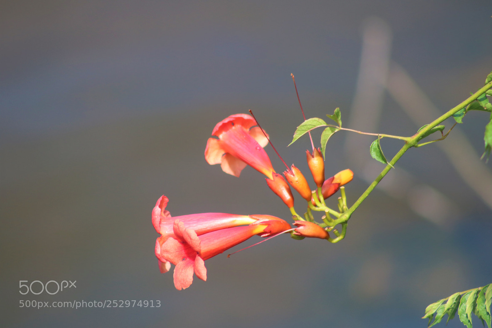 Canon EOS 760D (EOS Rebel T6s / EOS 8000D) sample photo. Pink flowers on water photography