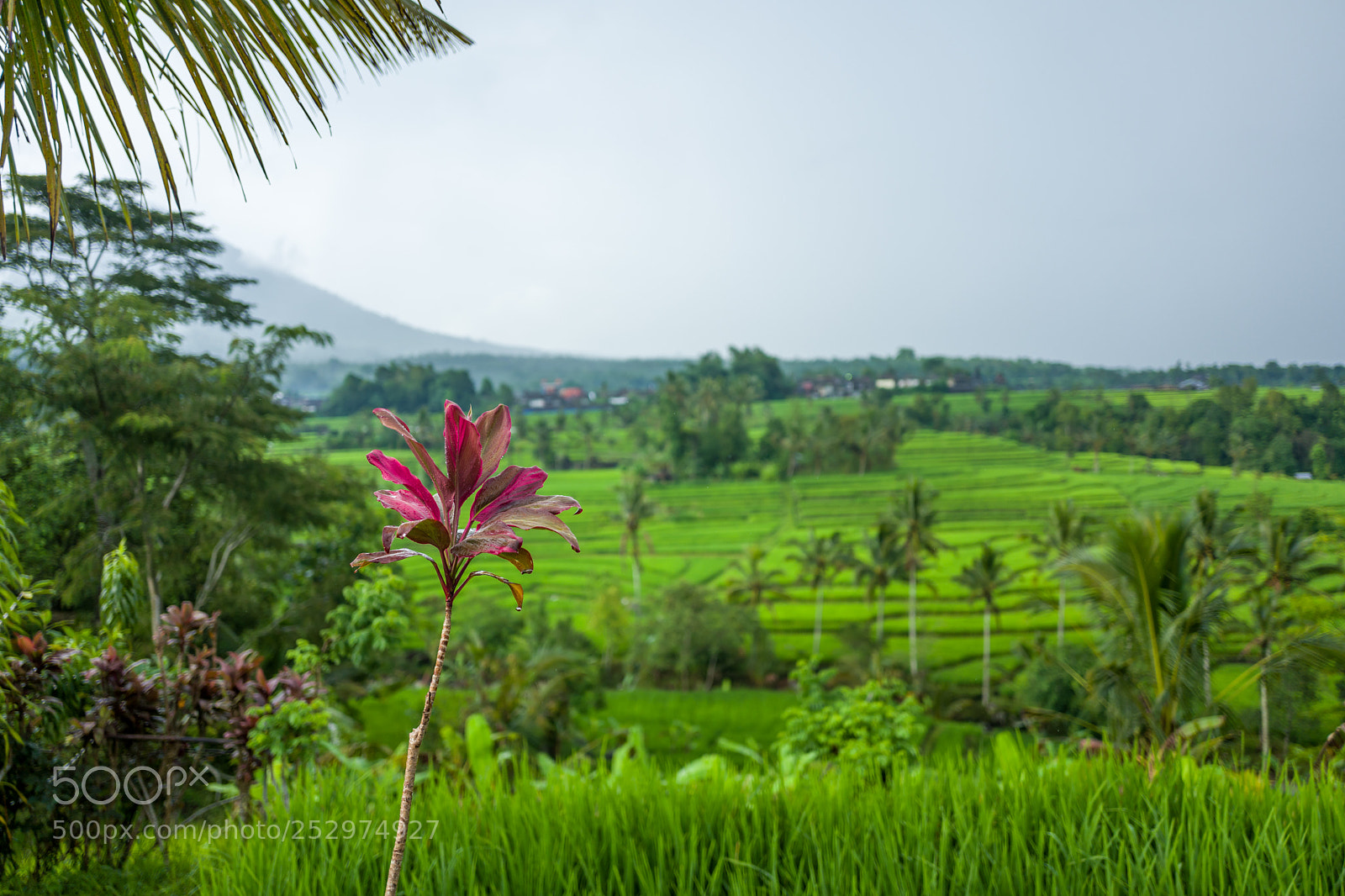 Leica Q (Typ 116) sample photo. The tegallalang rice terraces photography