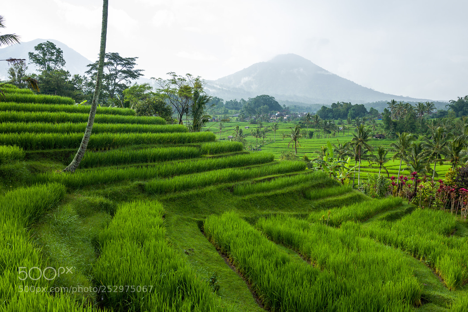 Leica Q (Typ 116) sample photo. The tegallalang rice terraces photography