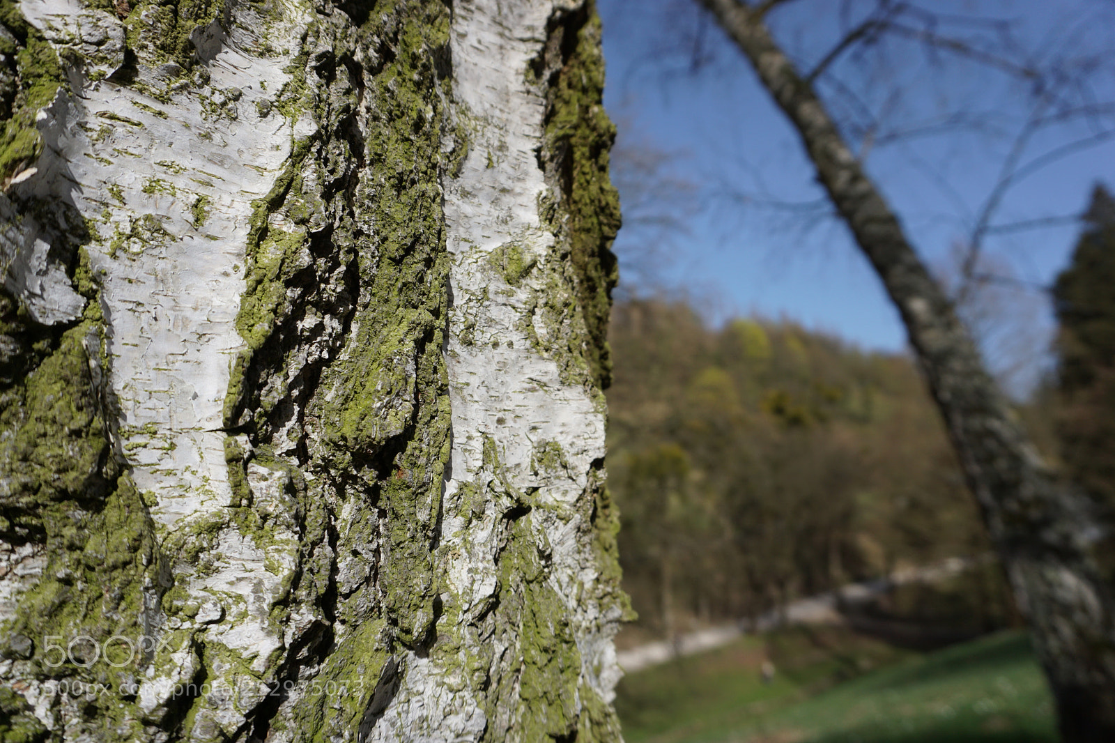 Sony a6000 sample photo. Tree focused photography
