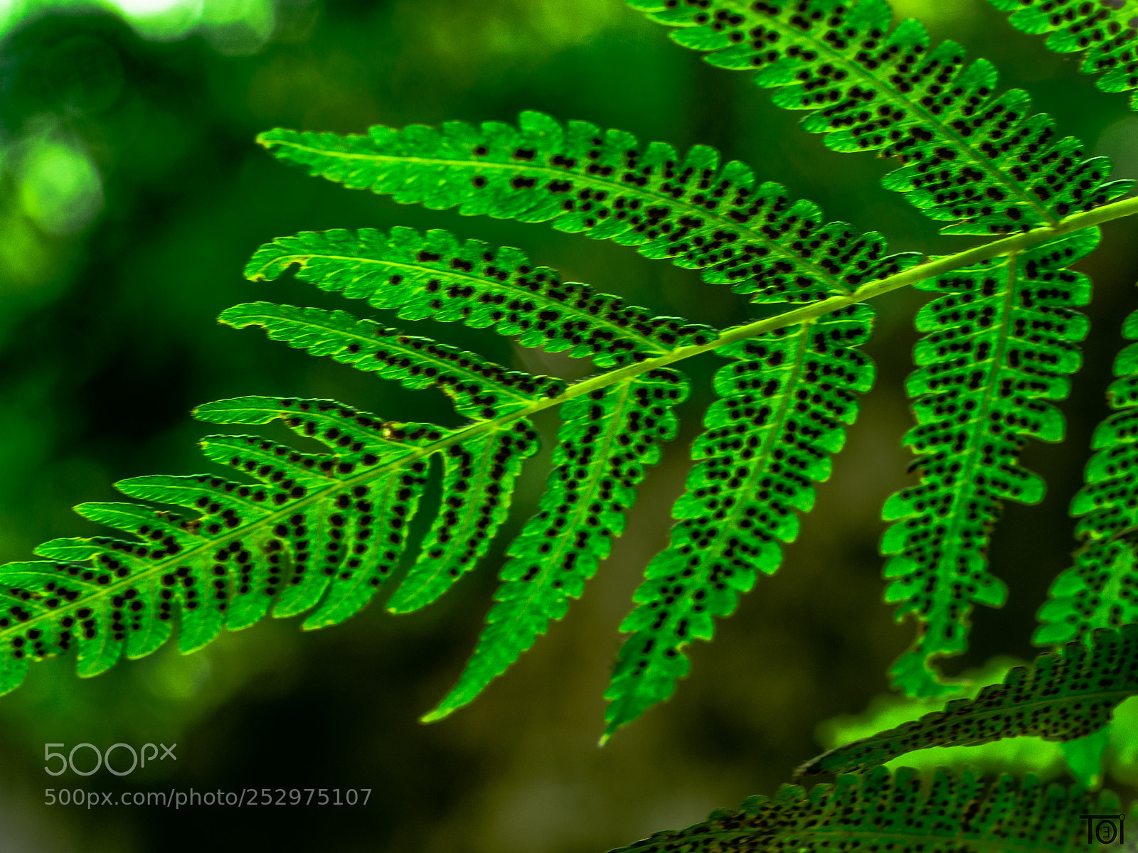 Olympus OM-D E-M10 II sample photo. The pattern of green photography