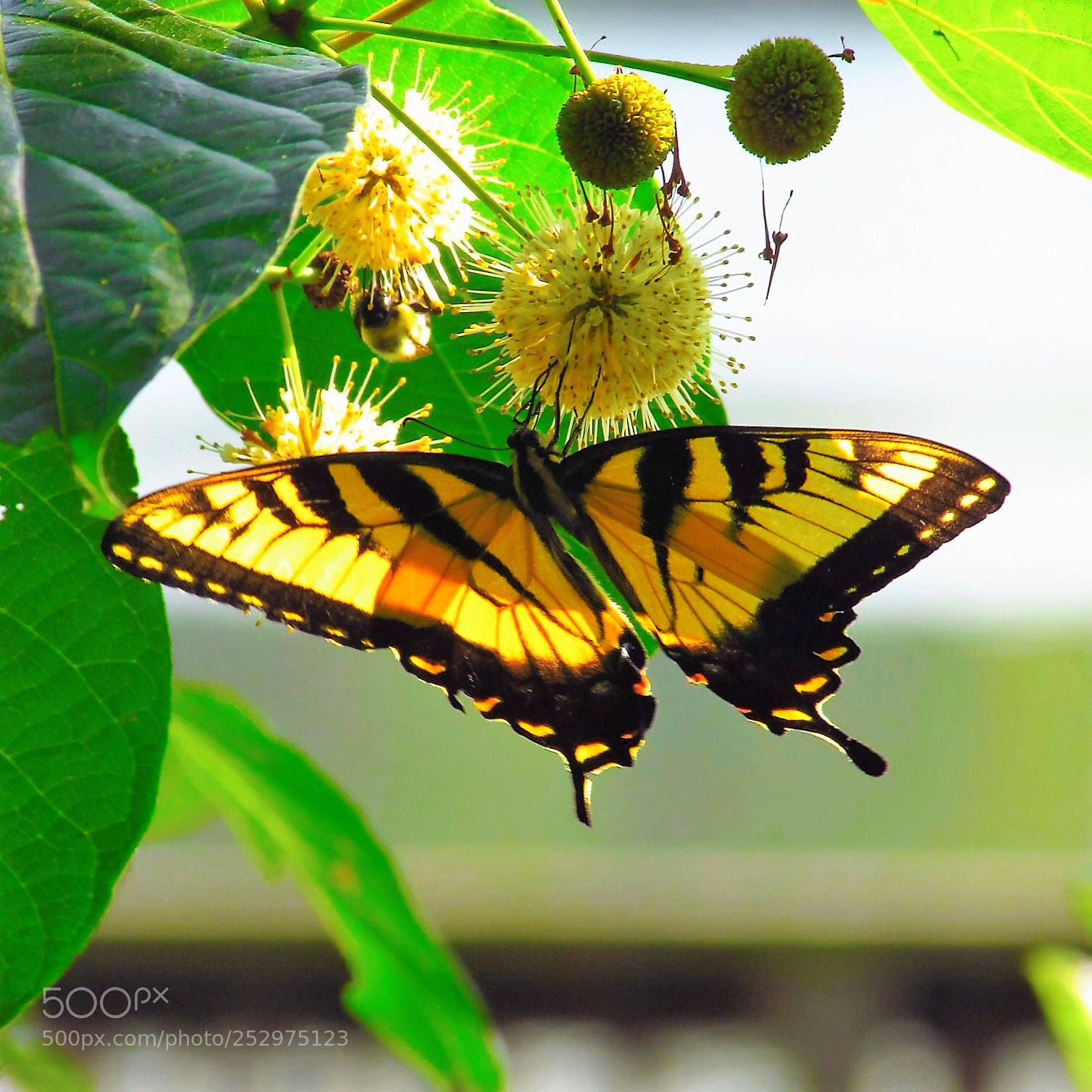 Canon PowerShot SX400 IS sample photo. Yellow butterfly on green photography