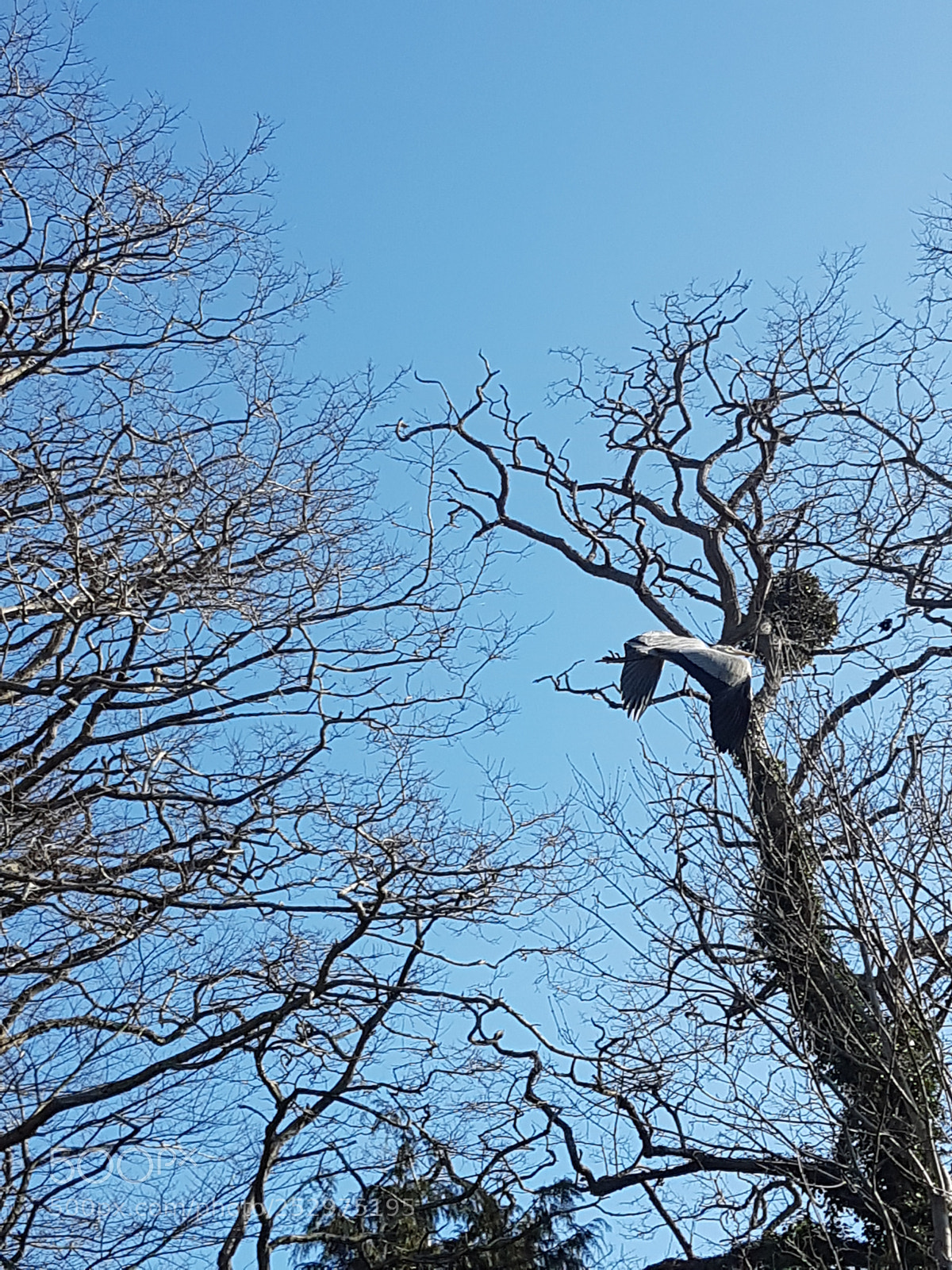 Samsung Galaxy S7 Edge sample photo. Flight of the wild photography