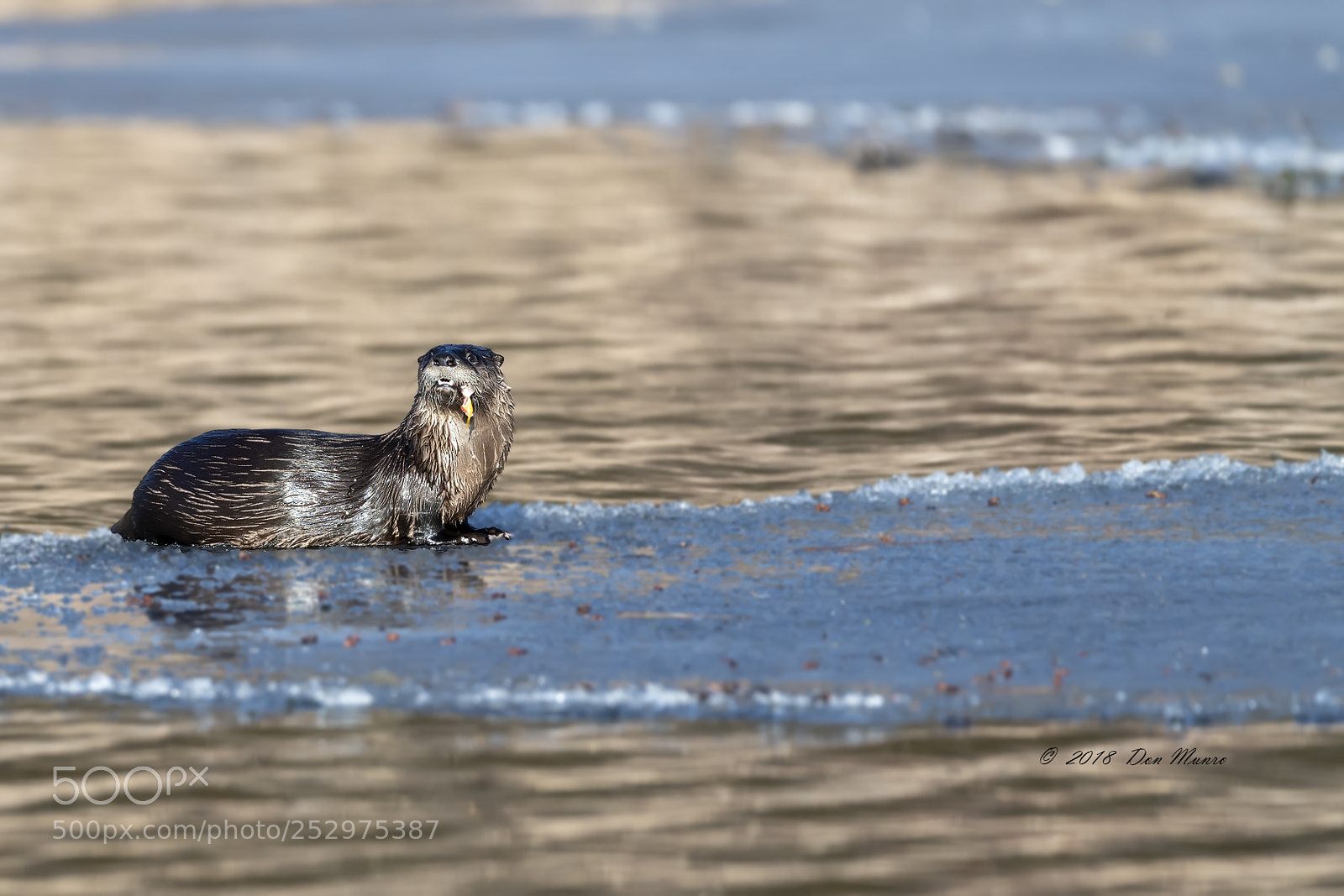Nikon D850 sample photo. Otter with fish photography
