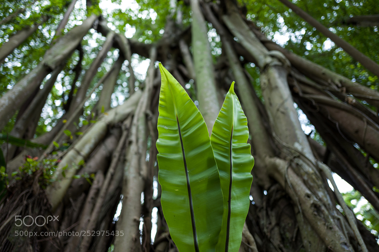 Leica Q (Typ 116) sample photo. The fort cannings in photography