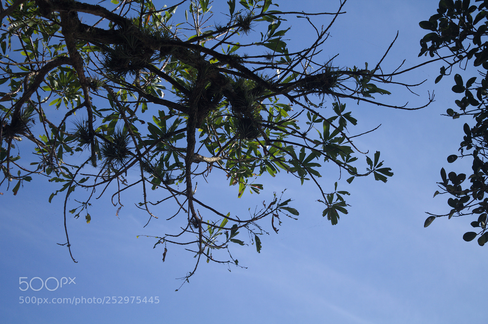 Canon EOS 1100D (EOS Rebel T3 / EOS Kiss X50) sample photo. "over sky" photography