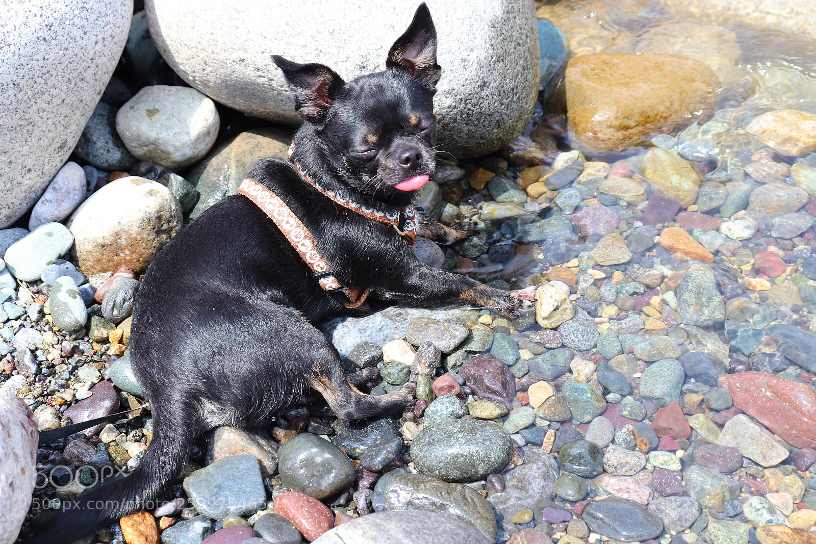 Canon EOS 800D (EOS Rebel T7i / EOS Kiss X9i) sample photo. My pal, enjoying the photography