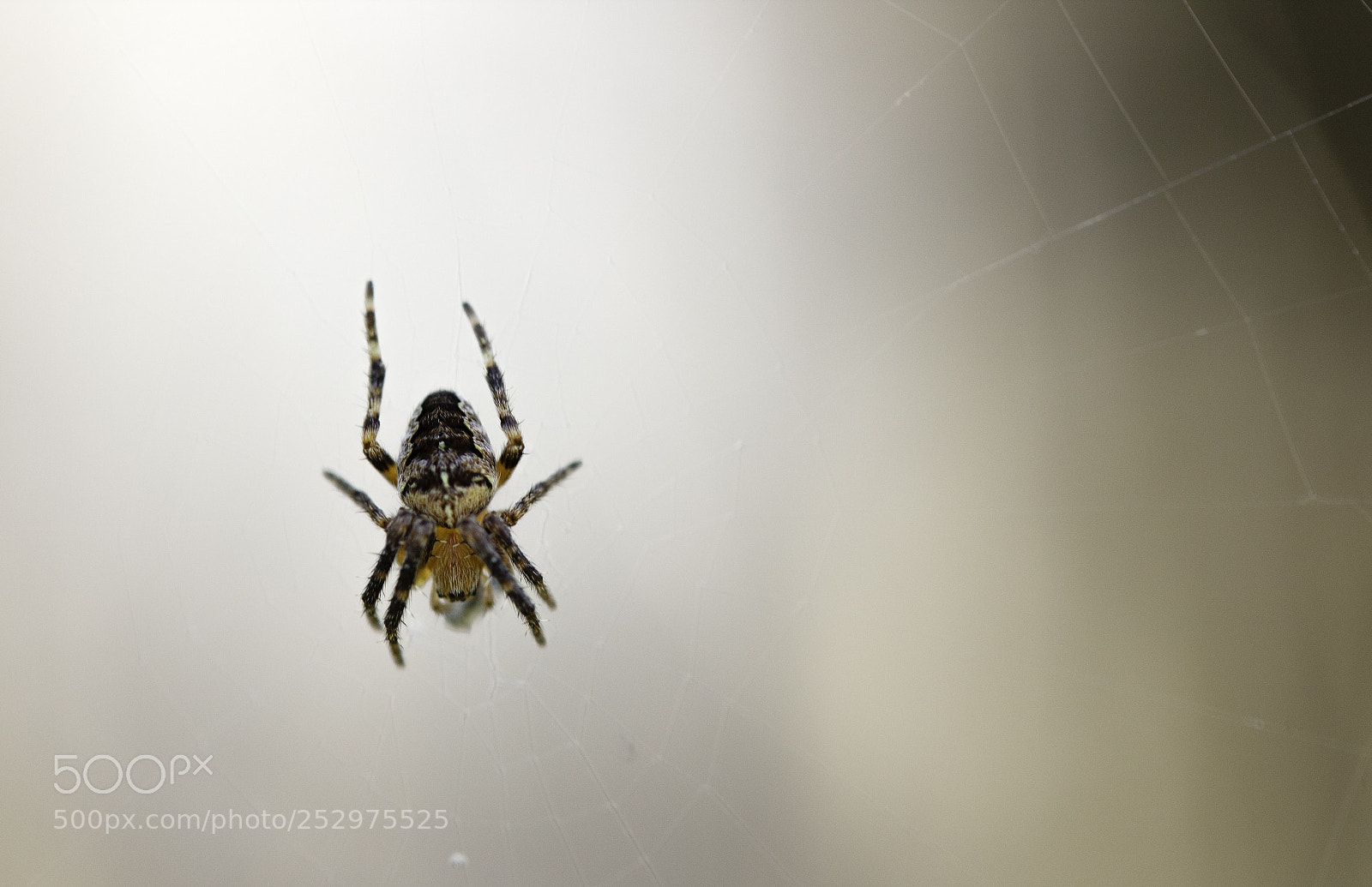 Canon EOS 1300D (EOS Rebel T6 / EOS Kiss X80) sample photo. Baby spider photography