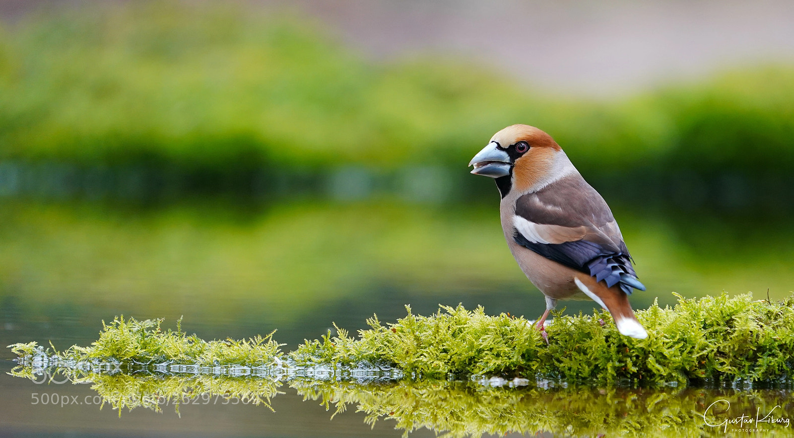 Sony a9 sample photo. Hawfinch photography