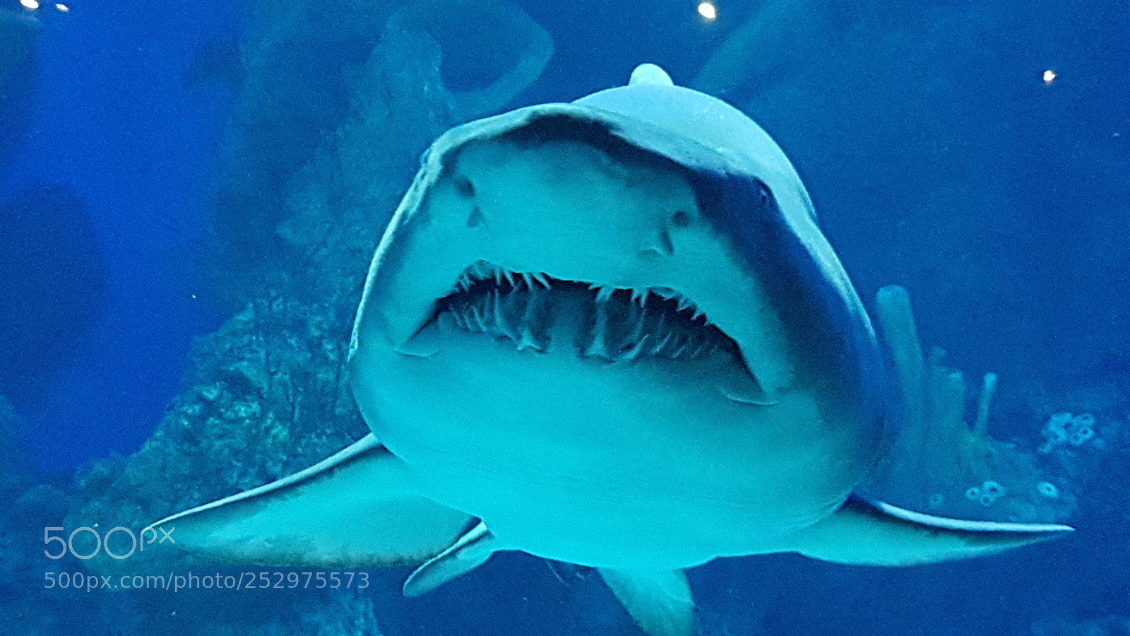 Samsung Galaxy S8 sample photo. Shark! photography
