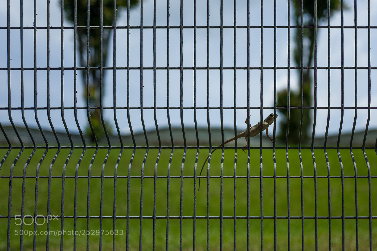 Leica Q (Typ 116) sample photo. Gecko in the fort photography