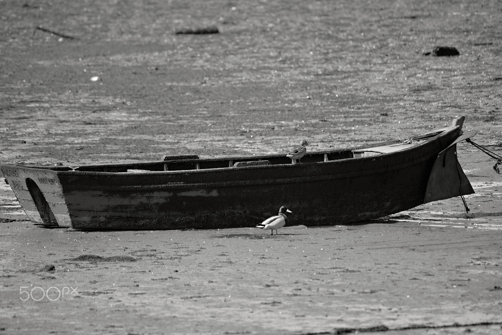 Sigma 150-500mm F5-6.3 DG OS HSM sample photo. Modo primavera photography