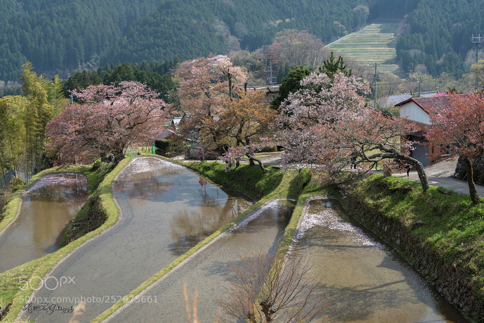 Nikon D810 sample photo. Cherry blossoms in rice photography