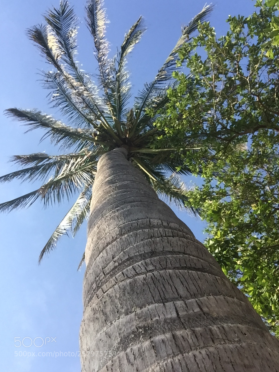 Apple iPhone 6 sample photo. Beatiful photography