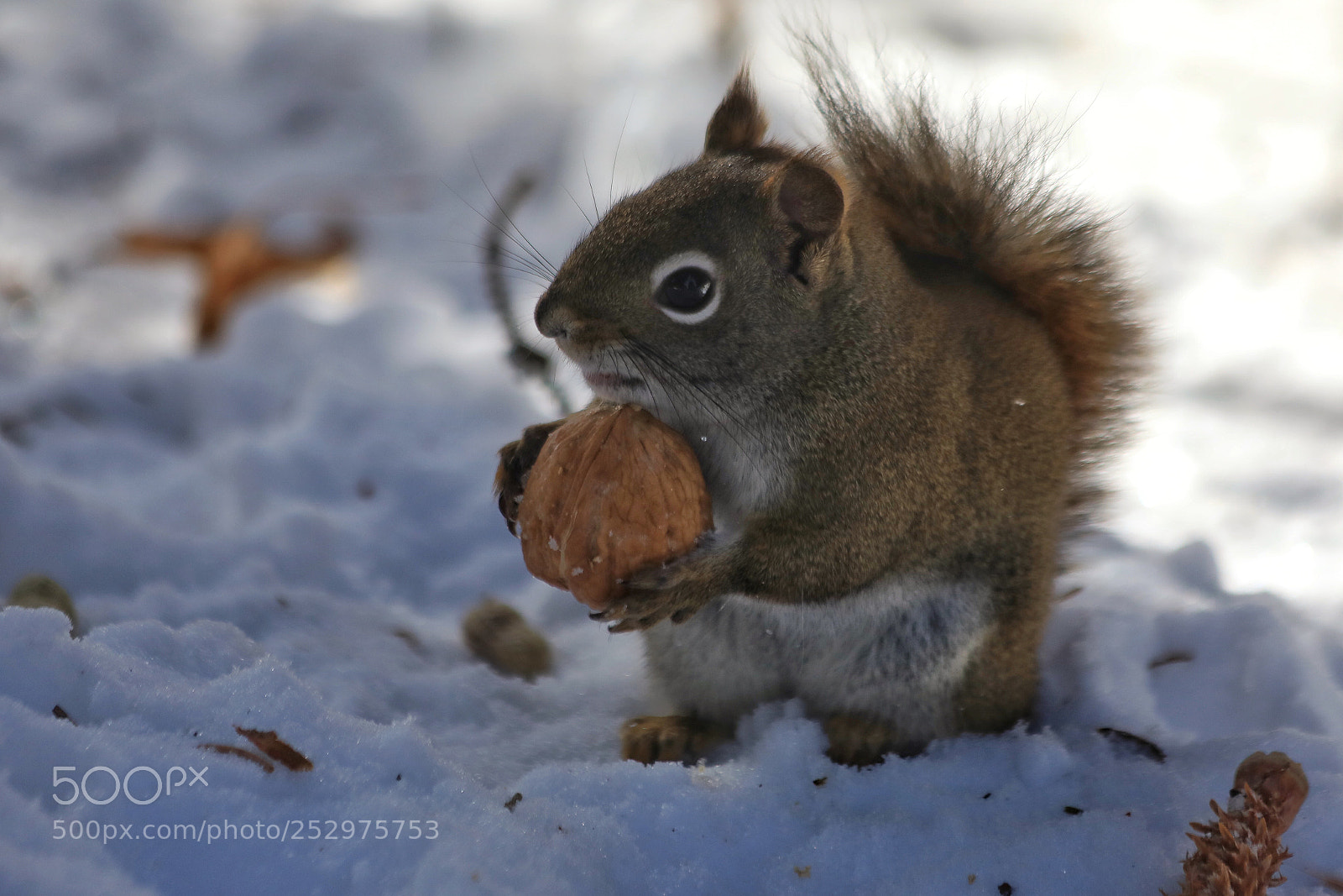 Canon EOS 5D Mark IV sample photo. Squirrel photography