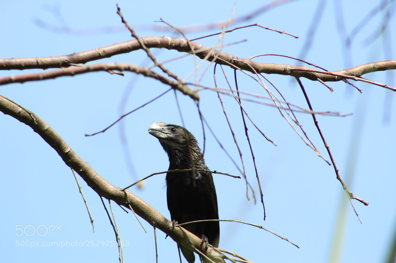 Canon EF 75-300mm f/4-5.6 sample photo. Anu preto photography
