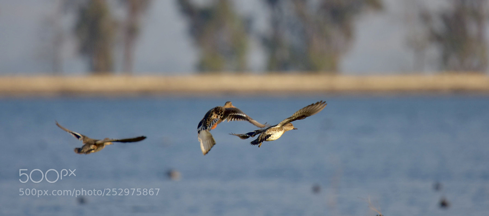 Nikon D7200 sample photo. Fly photography