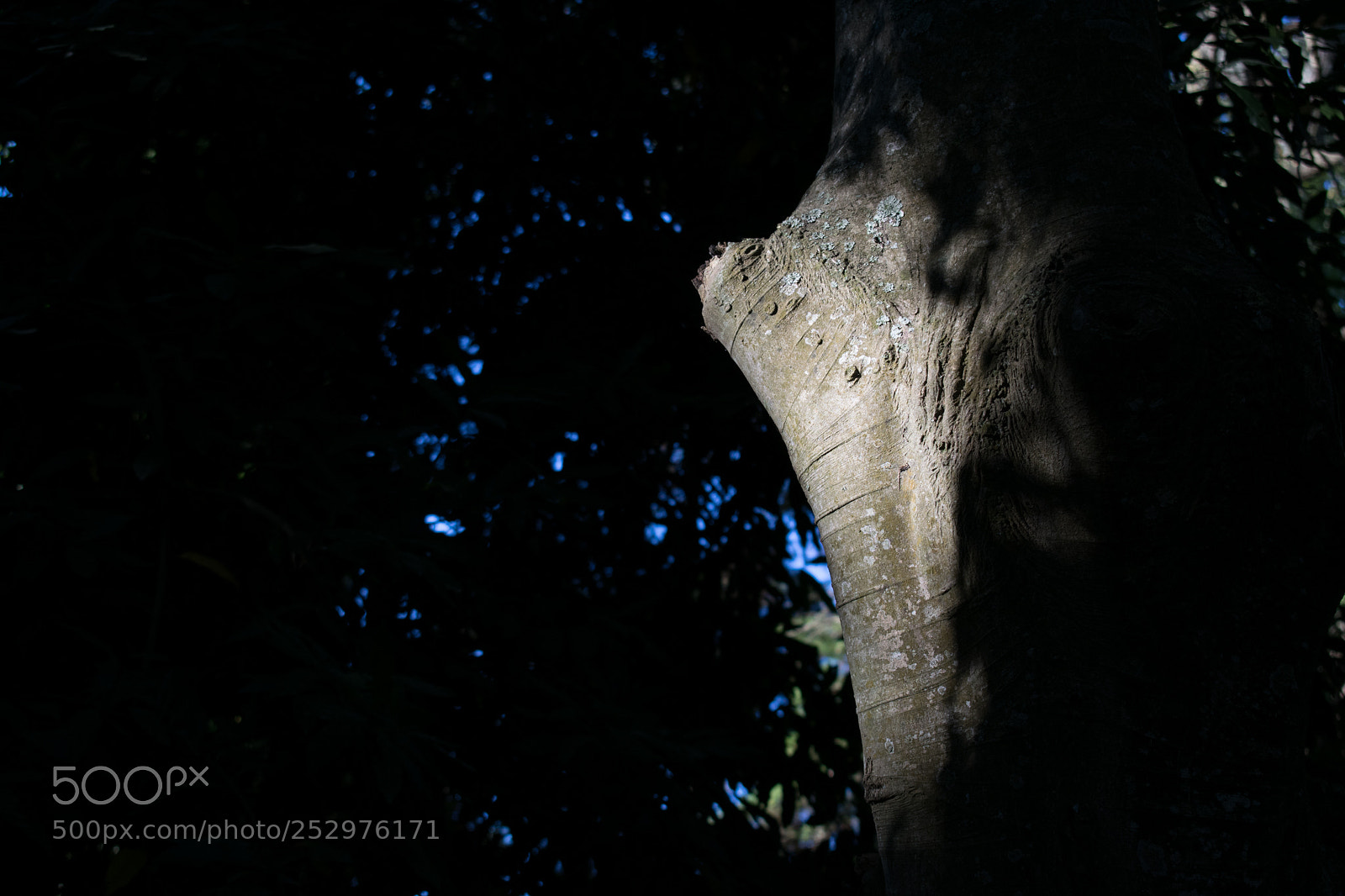 Nikon D5300 sample photo. Sol selectivo photography