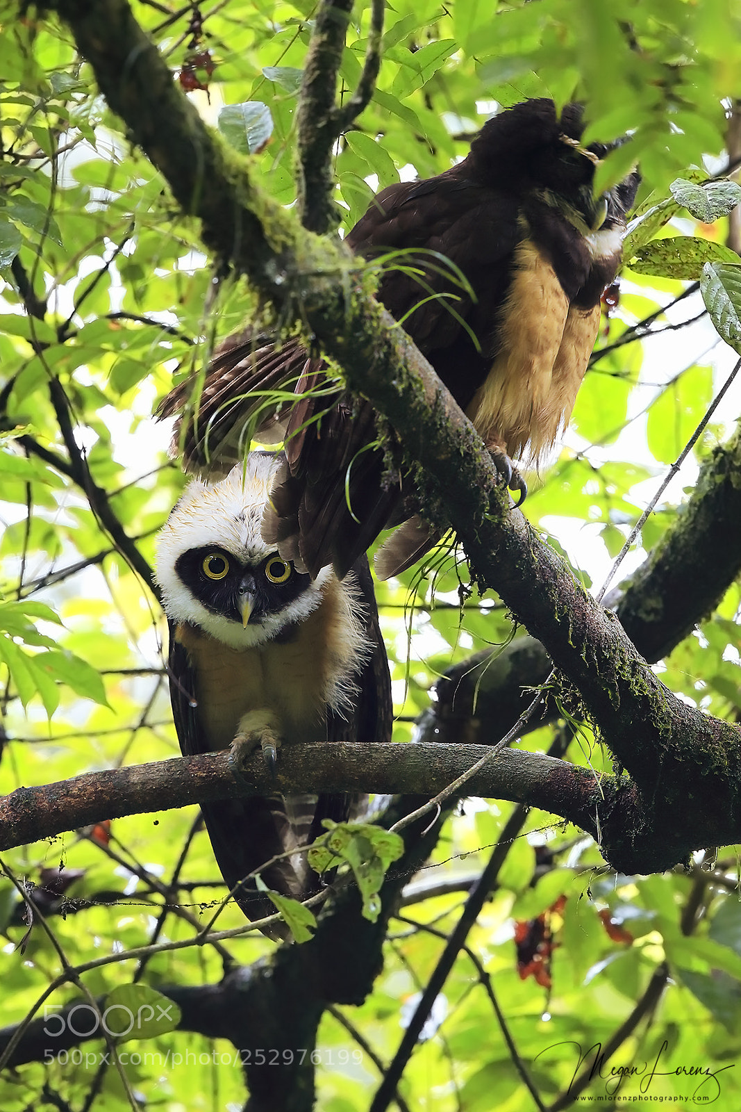 Canon EOS-1D X Mark II sample photo. Curious owlet photography