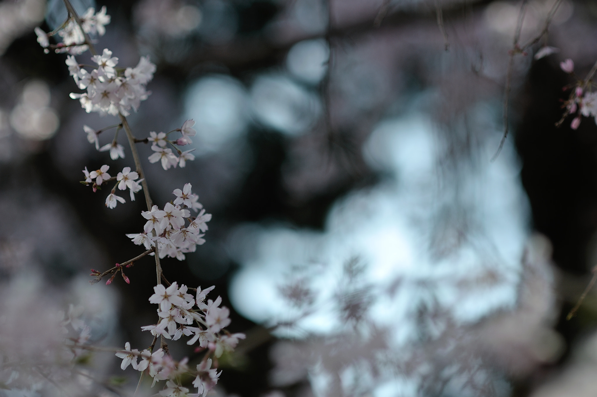 AF DC-Nikkor 135mm f/2D sample photo. Spring for tokyoites photography