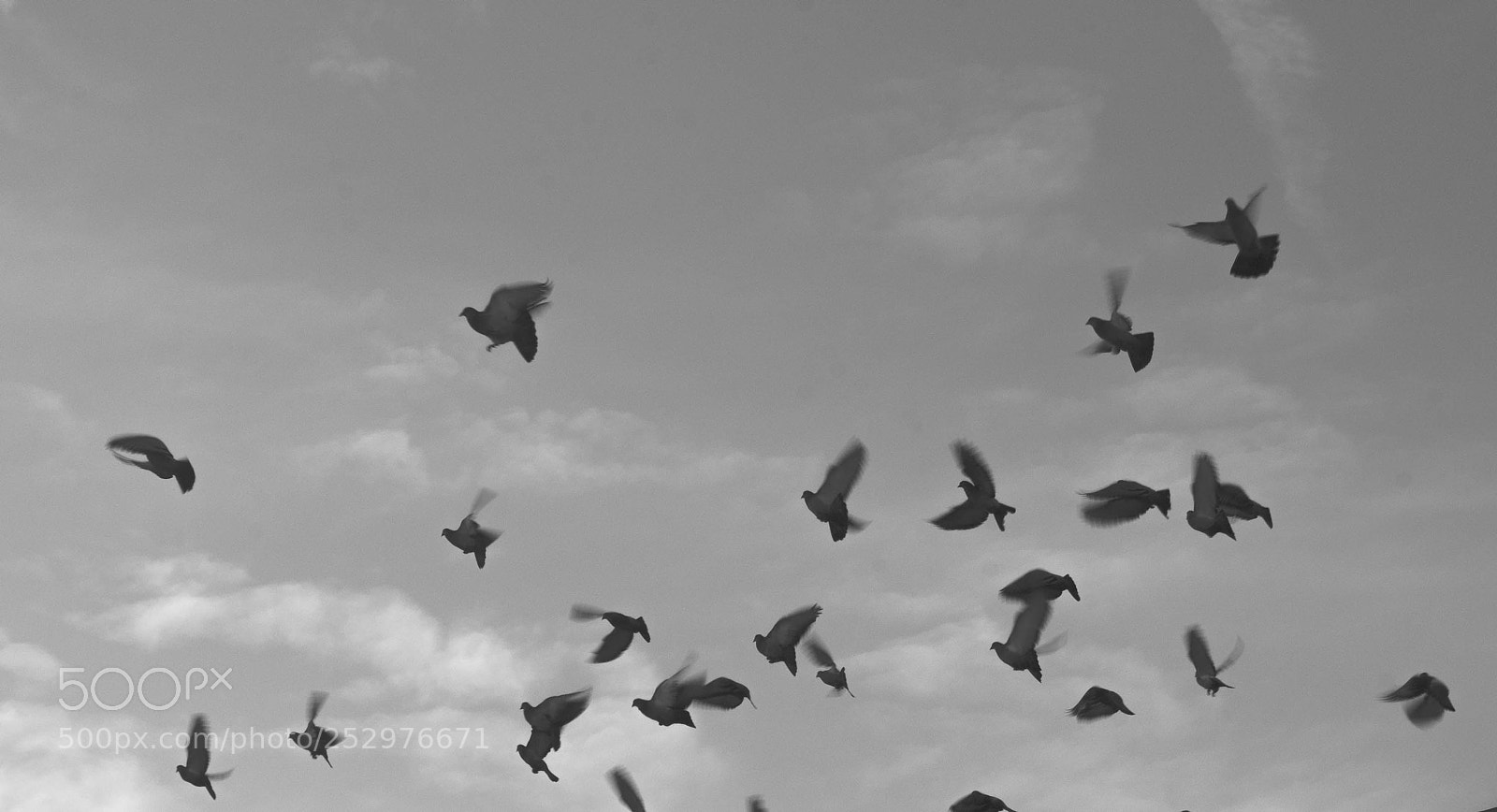 Pentax K-x sample photo. Birds photography