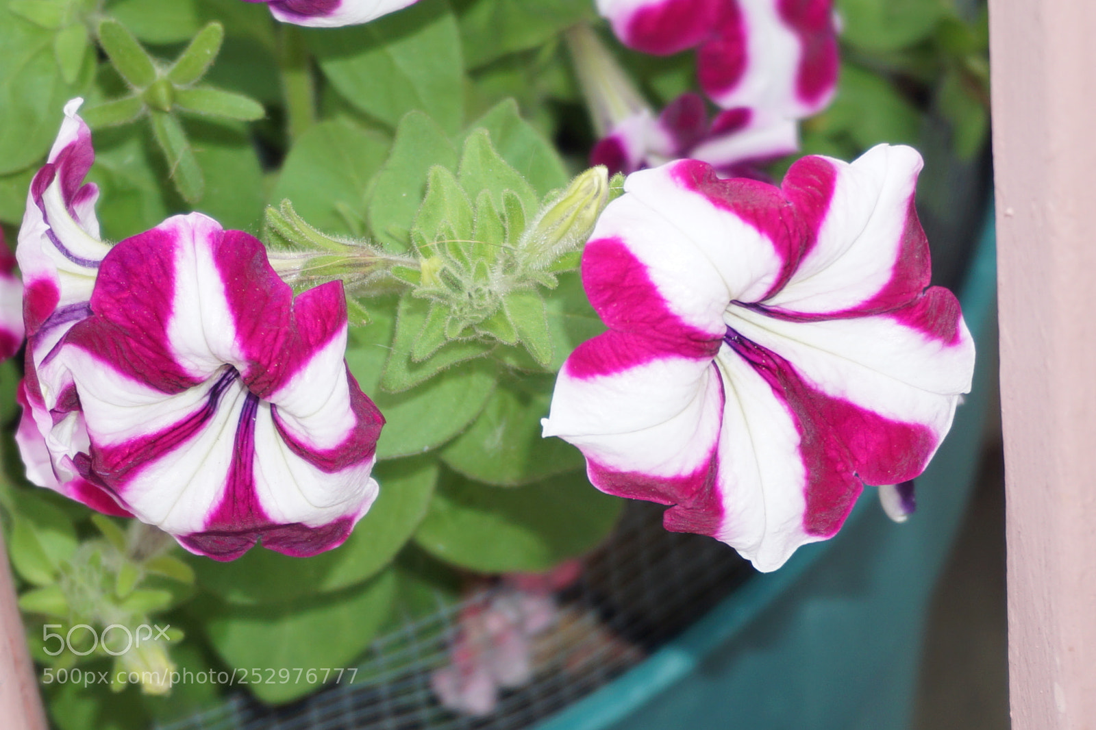 Sony a6000 sample photo. Dsc photography
