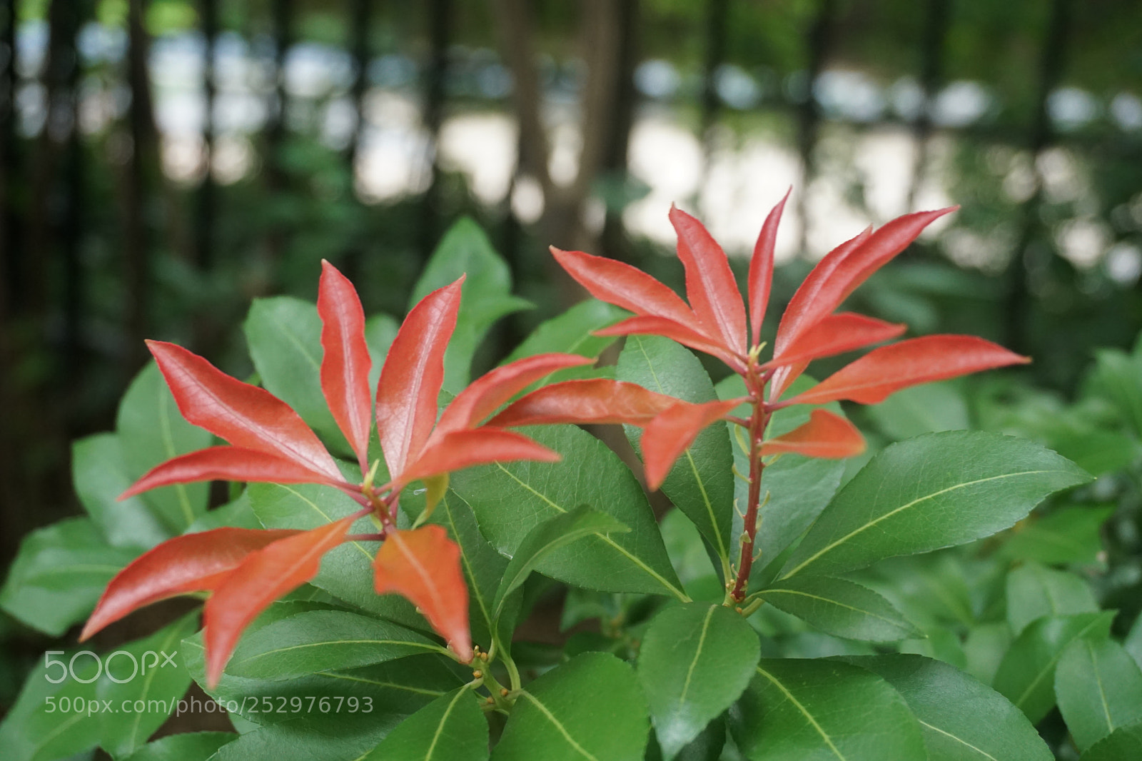 Sony a6000 sample photo. Dsc photography