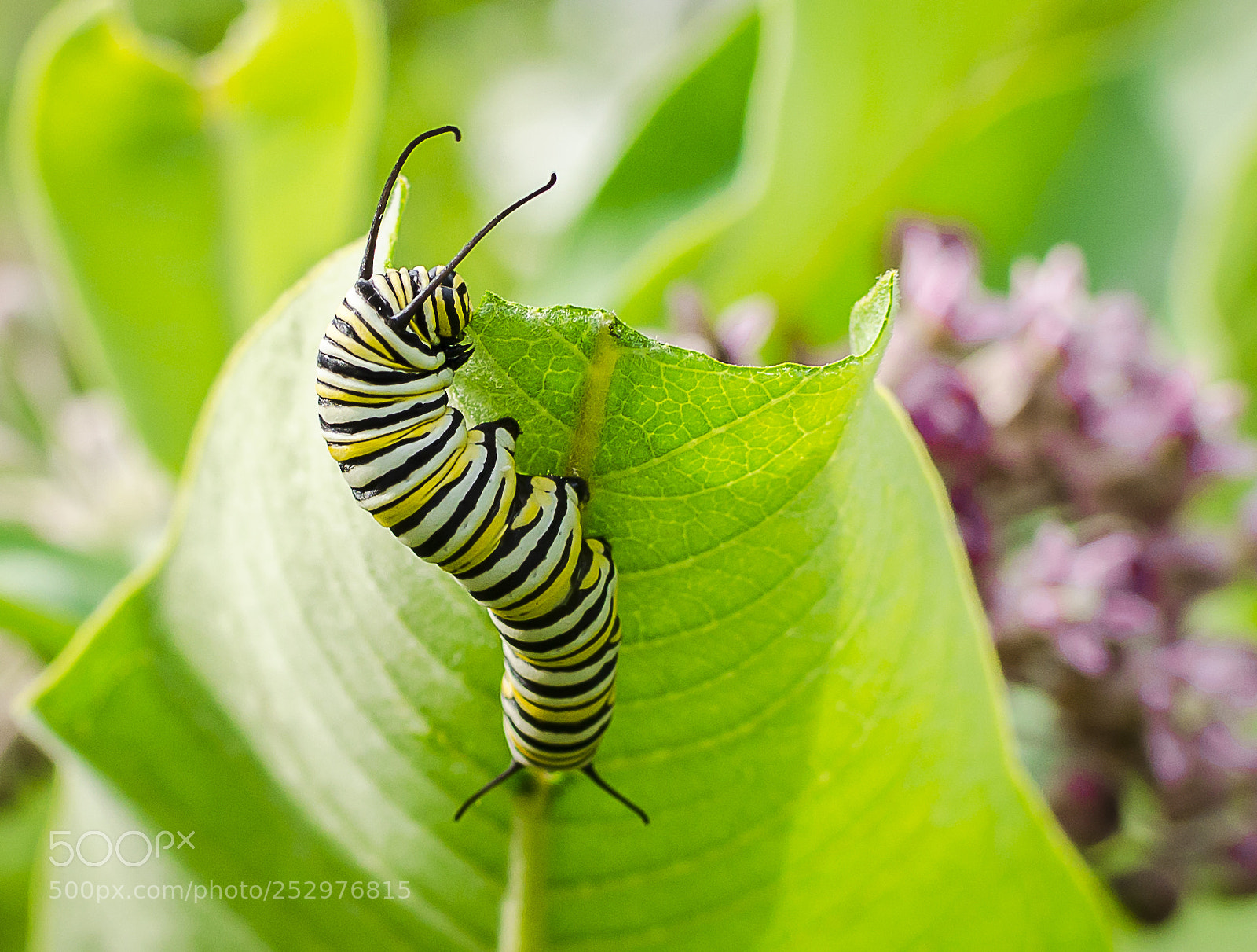 Nikon D5100 sample photo. Monarch caterpillar photography