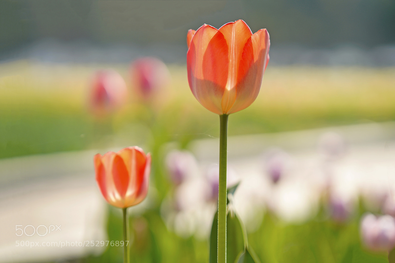 Sony a7R III sample photo. Tulip photography