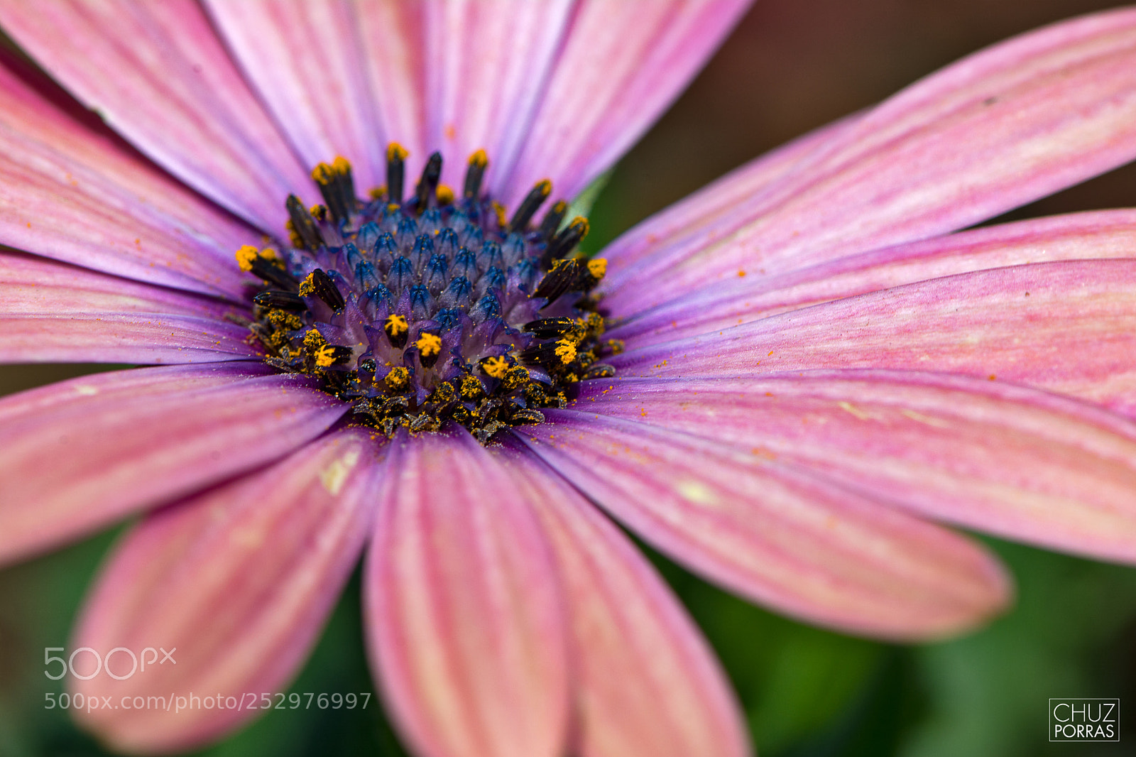 Nikon D7100 sample photo. Flower photography