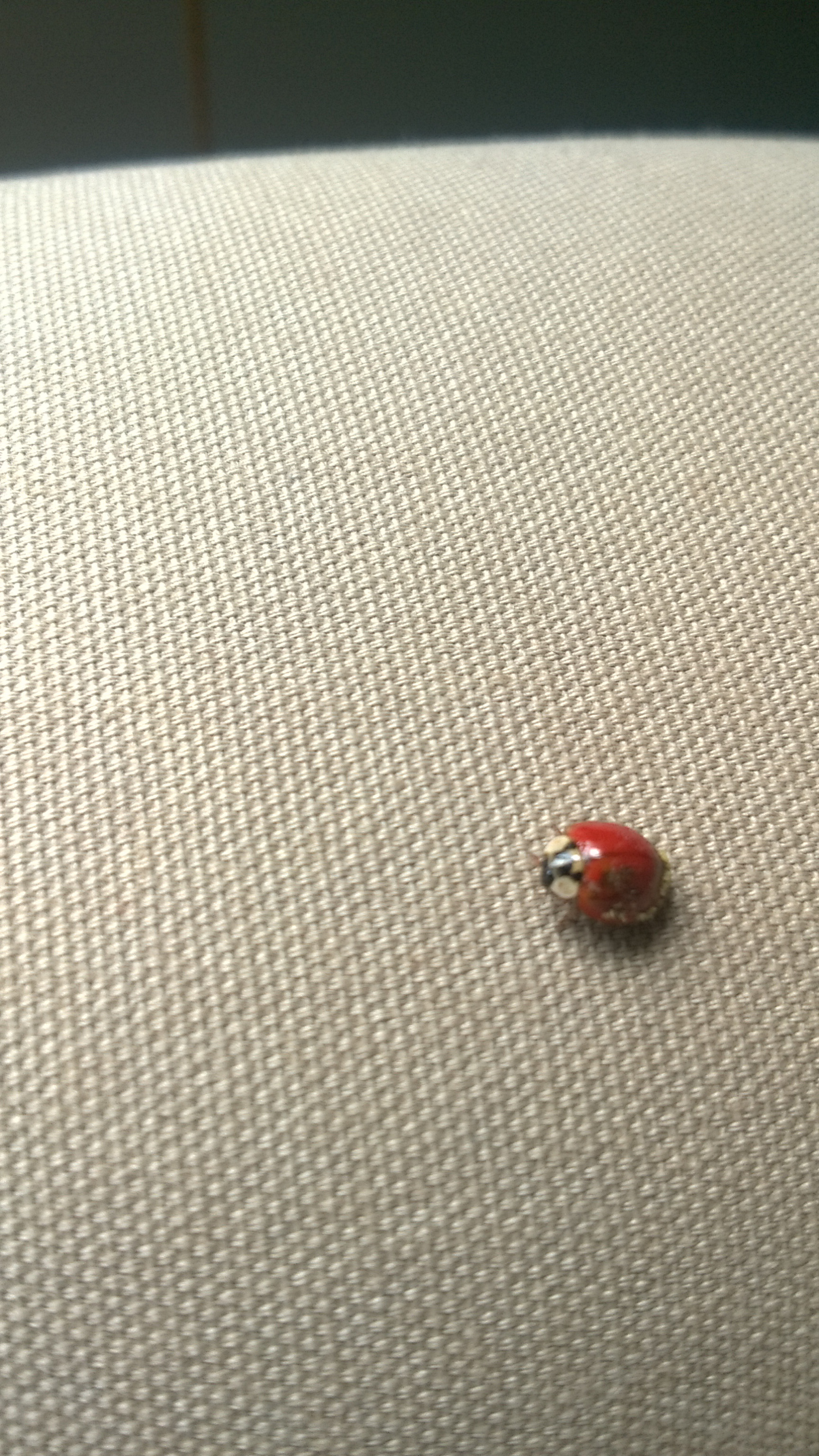 Nokia Lumia 730 Dual SIM sample photo. "ladybug" photography