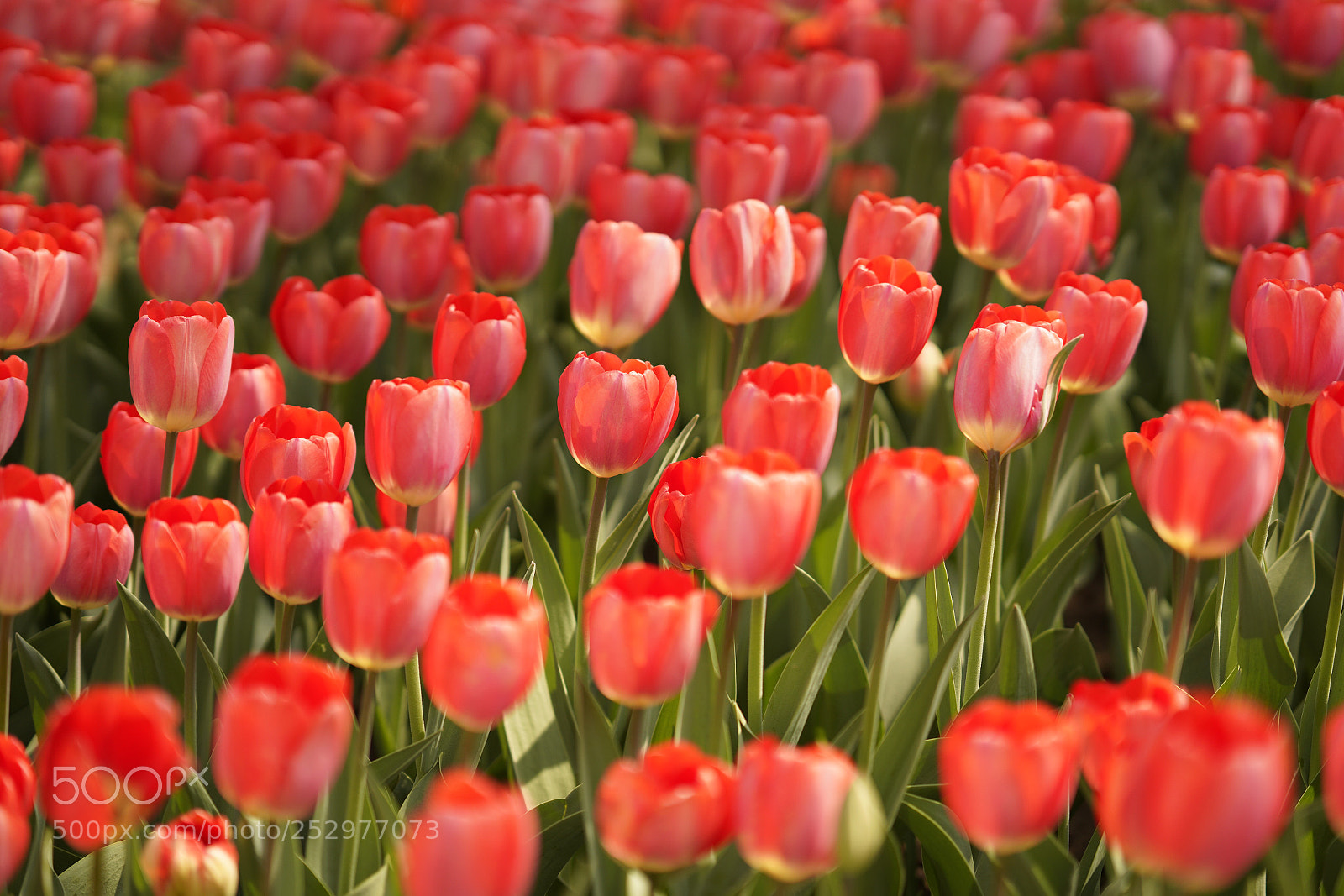 Sony a7R III sample photo. Tulip photography