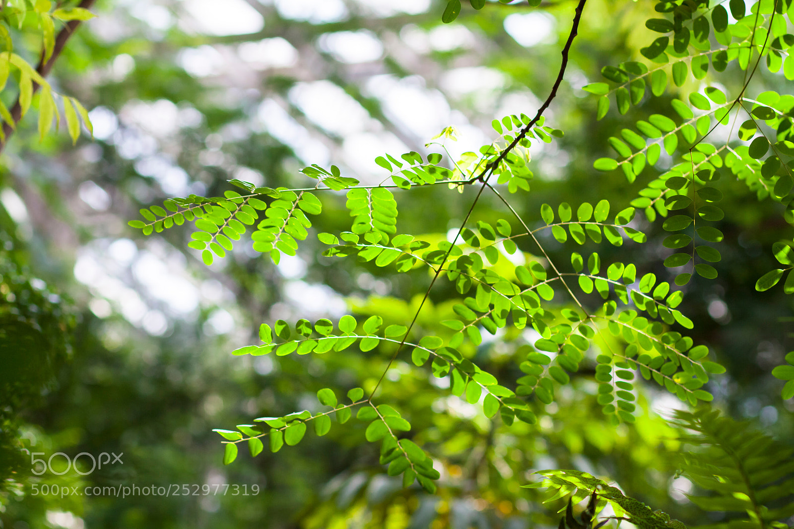 Canon EOS 50D sample photo. Garden house photography