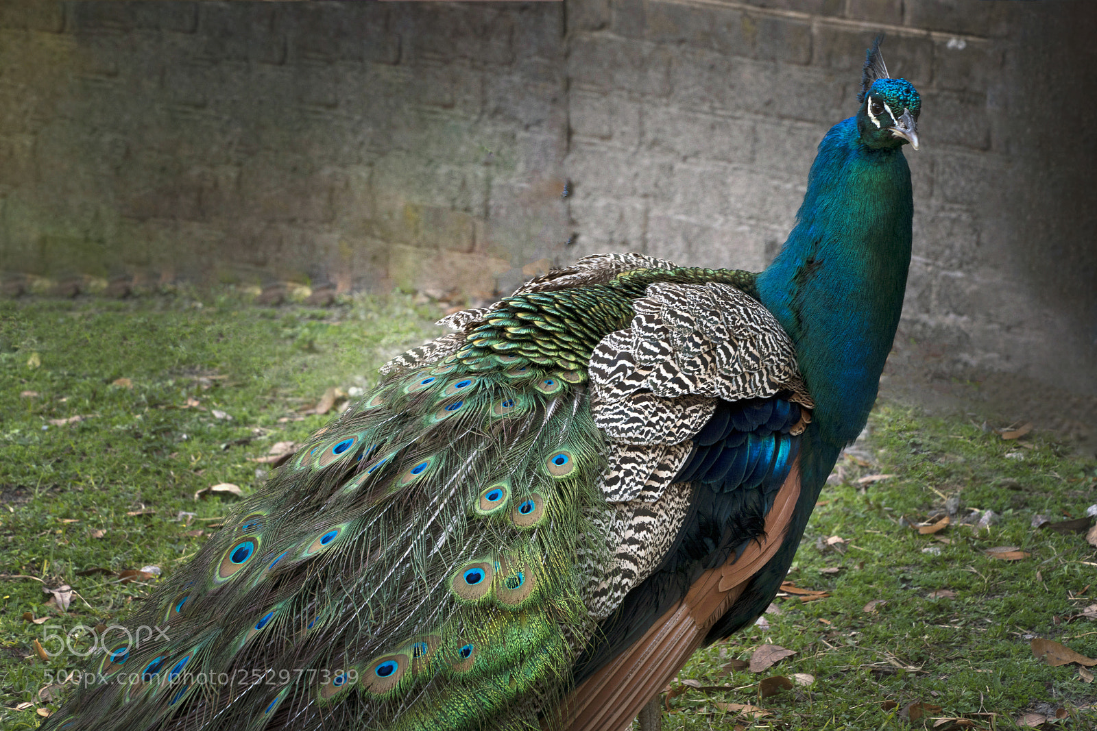Sony a7R III sample photo. Peacock photography