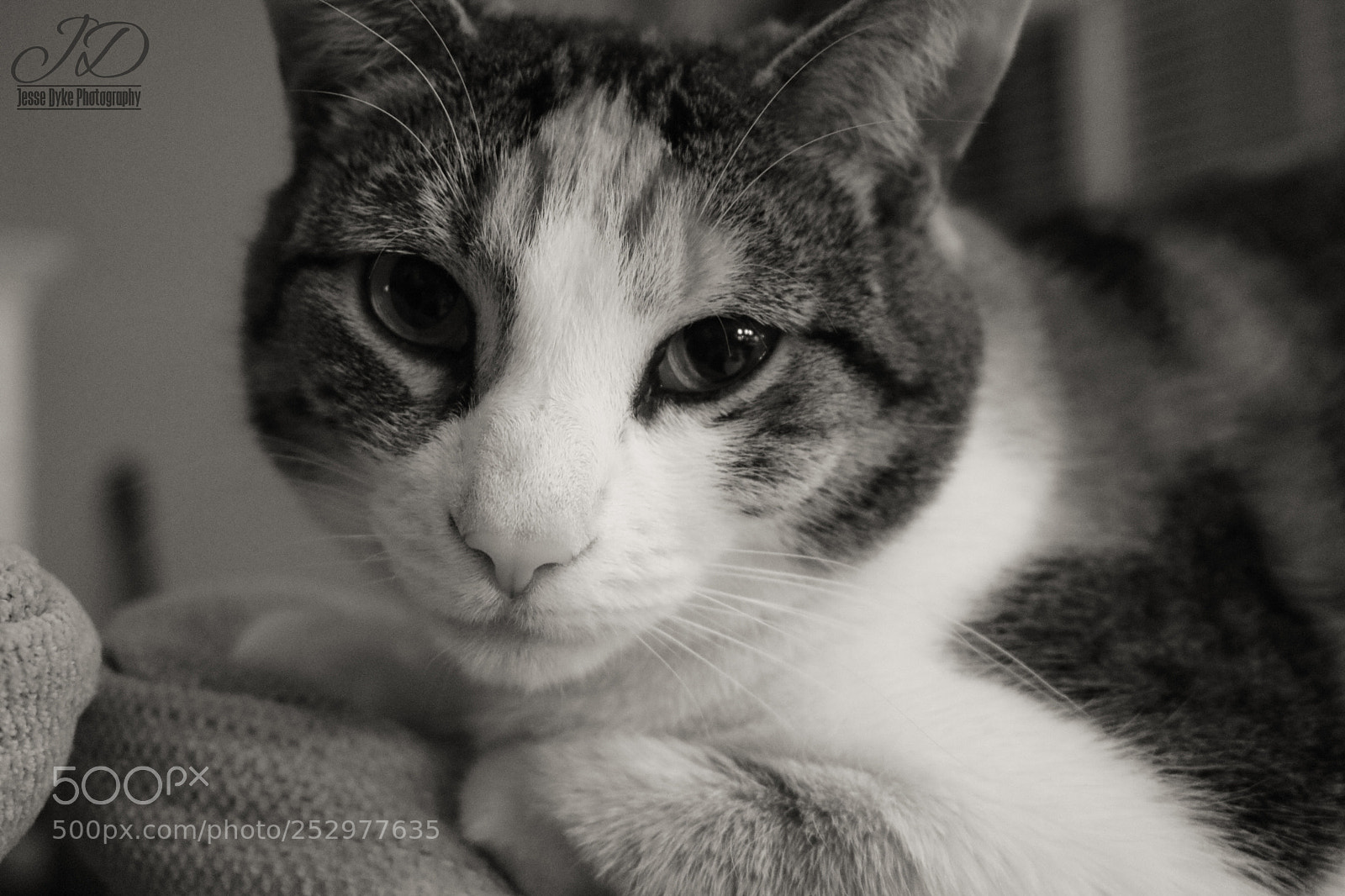 Canon EOS 750D (EOS Rebel T6i / EOS Kiss X8i) sample photo. Cat eyes photography