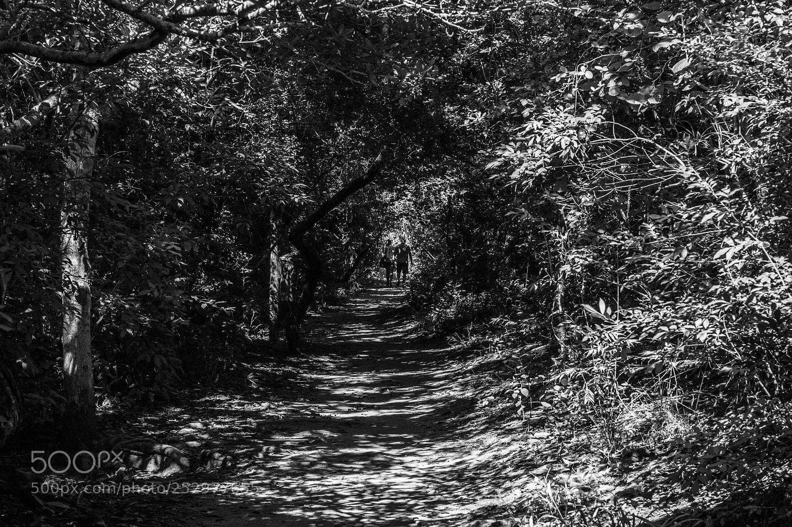Canon EOS 750D (EOS Rebel T6i / EOS Kiss X8i) sample photo. Couple walking through woods photography