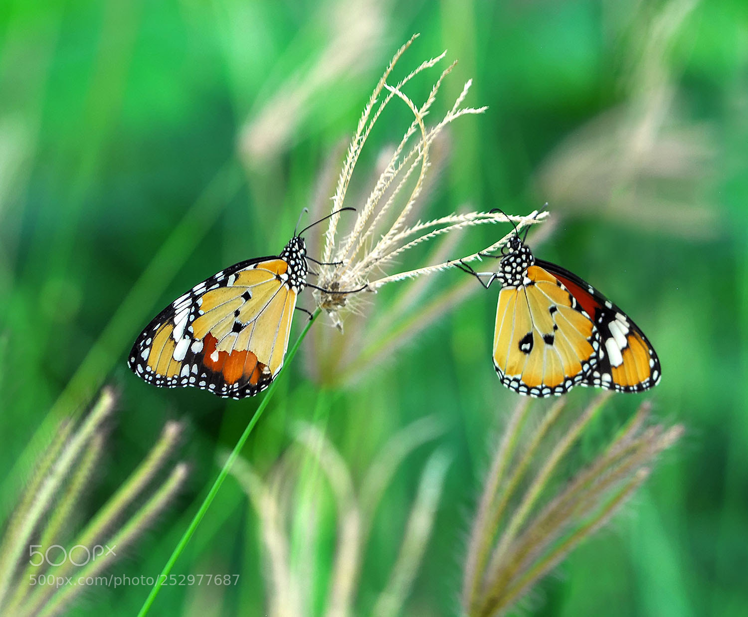 Nikon D200 sample photo. Intimate photography