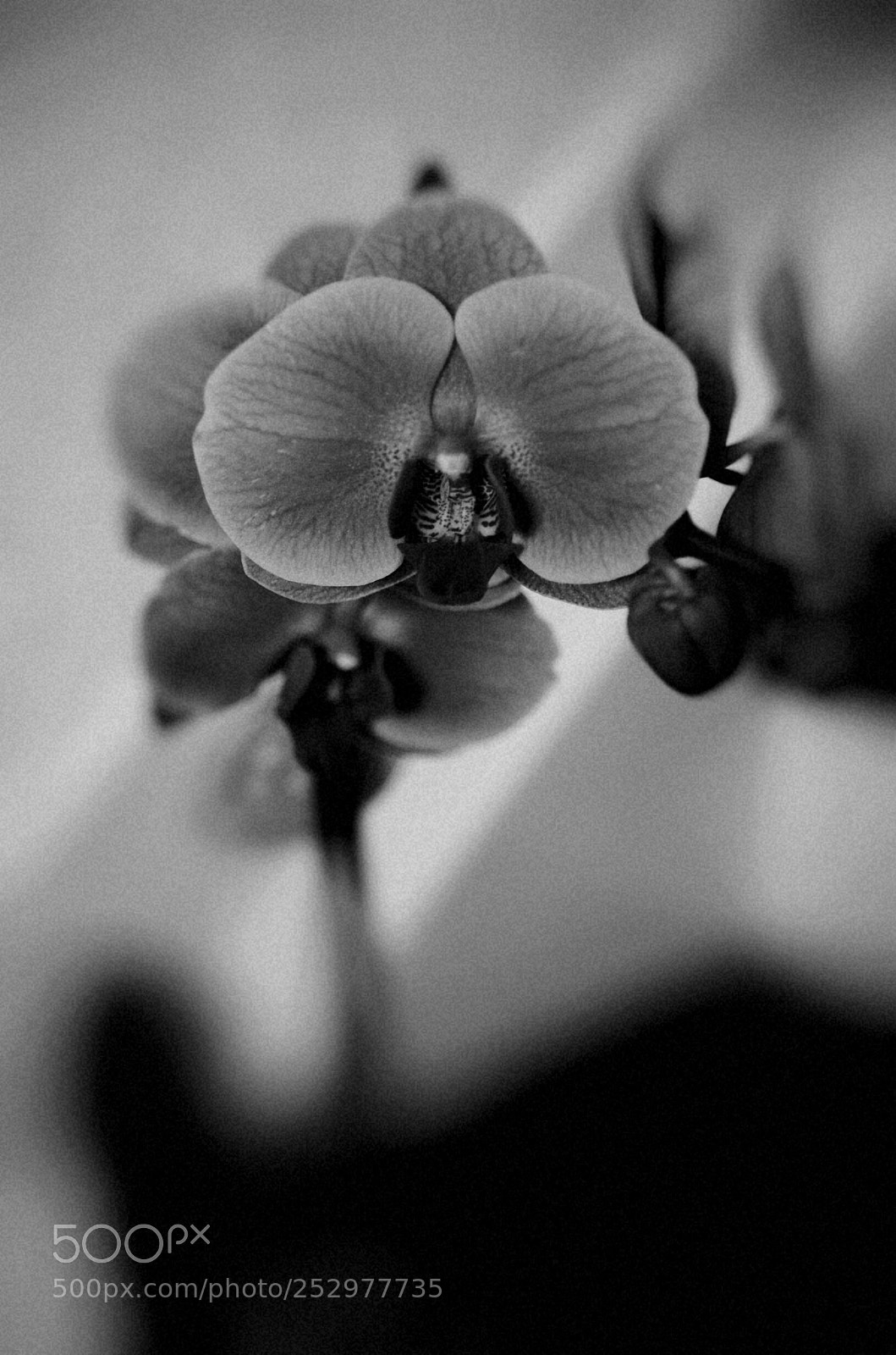 Nikon D7000 sample photo. Untitled photography