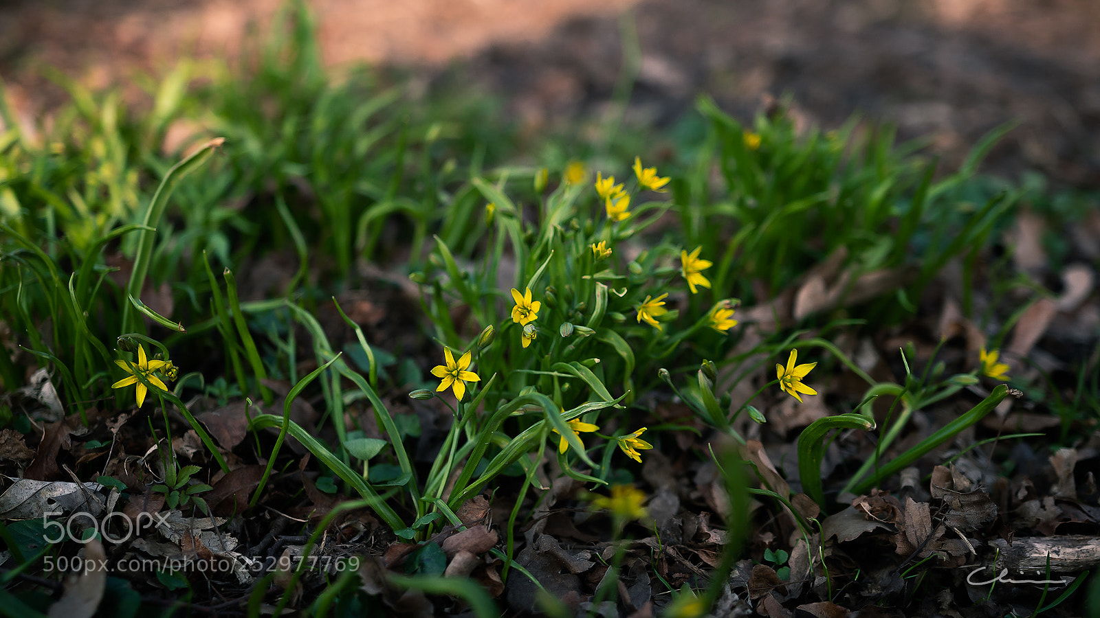 Canon EOS 750D (EOS Rebel T6i / EOS Kiss X8i) sample photo. Flowers photography