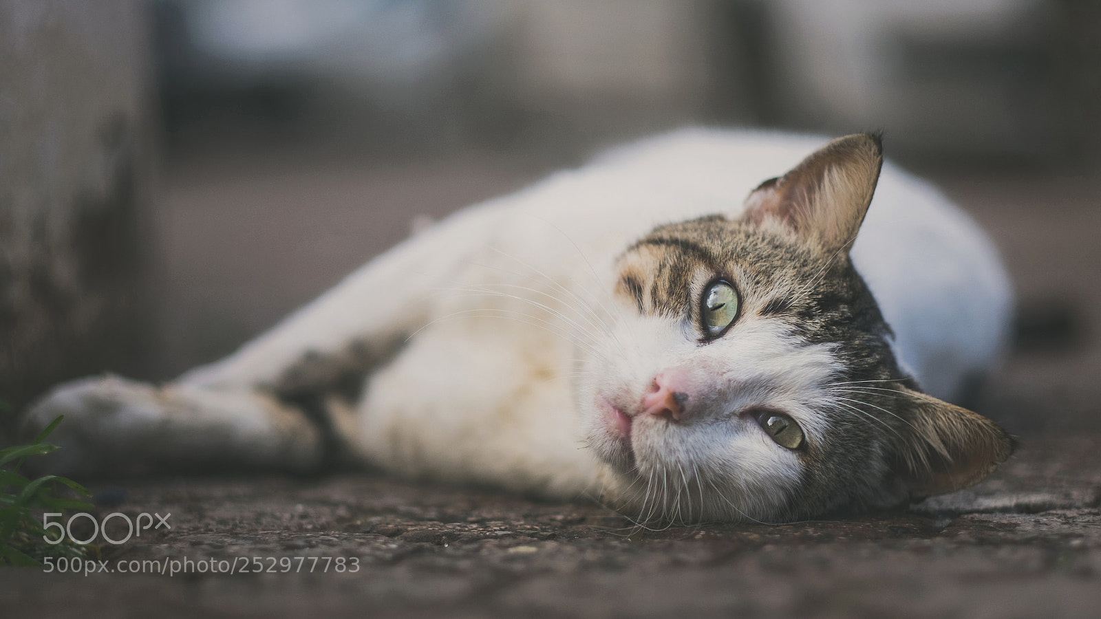 Fujifilm X-T1 sample photo. The vagabond photography