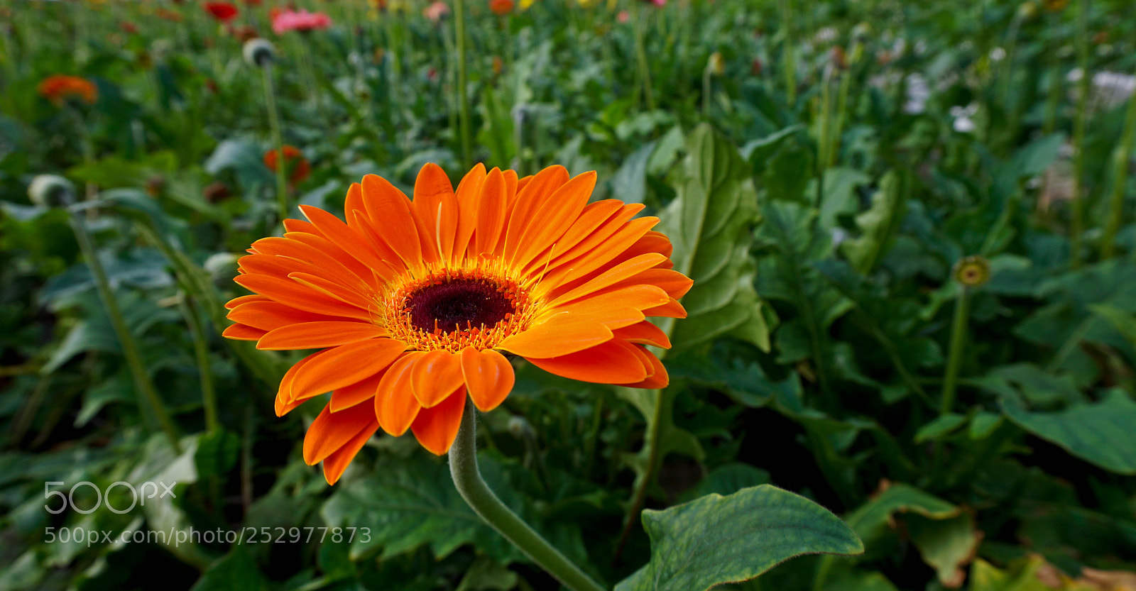 Sony a6000 sample photo. Gerbera photography