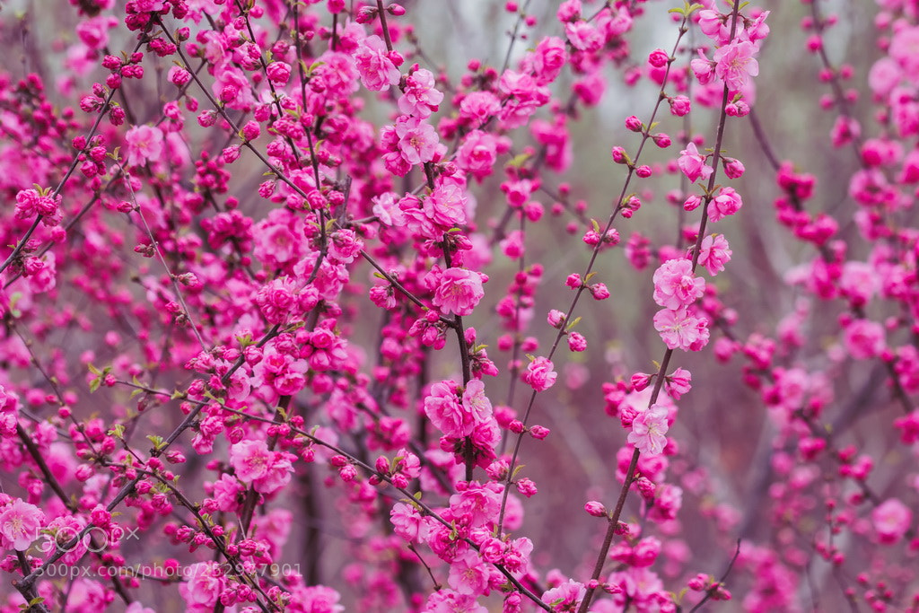 Canon EOS 70D sample photo. Purple spring photography