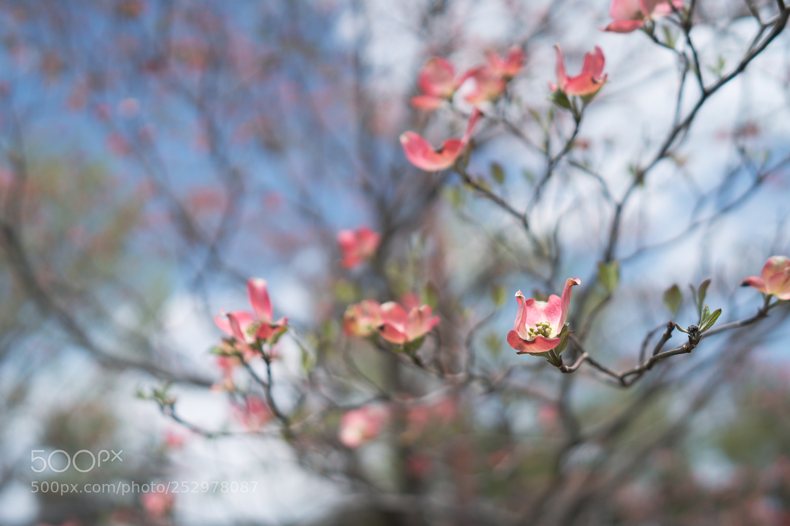 Sony a7 III sample photo. Cornus florida photography