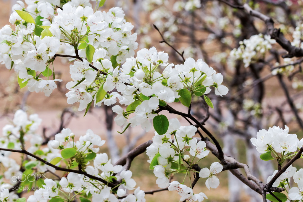 Canon EOS 70D sample photo. White spring photography
