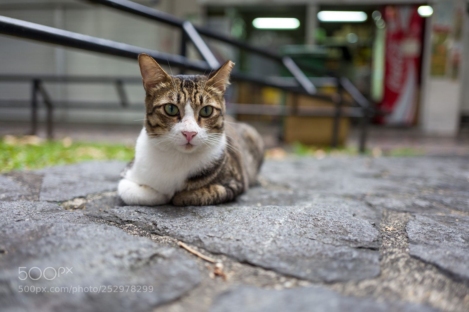 Leica Q (Typ 116) sample photo. A street cat in photography